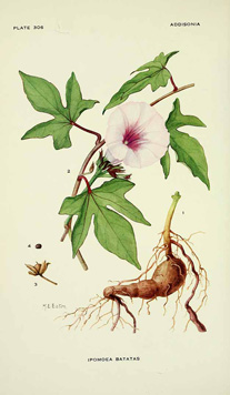 Ipomoea batatas